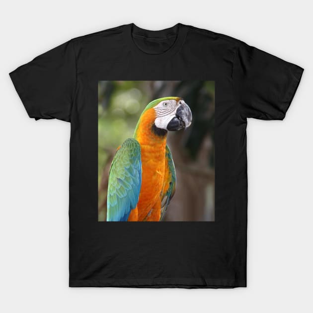 Harlequin Macaw T-Shirt by Carole-Anne